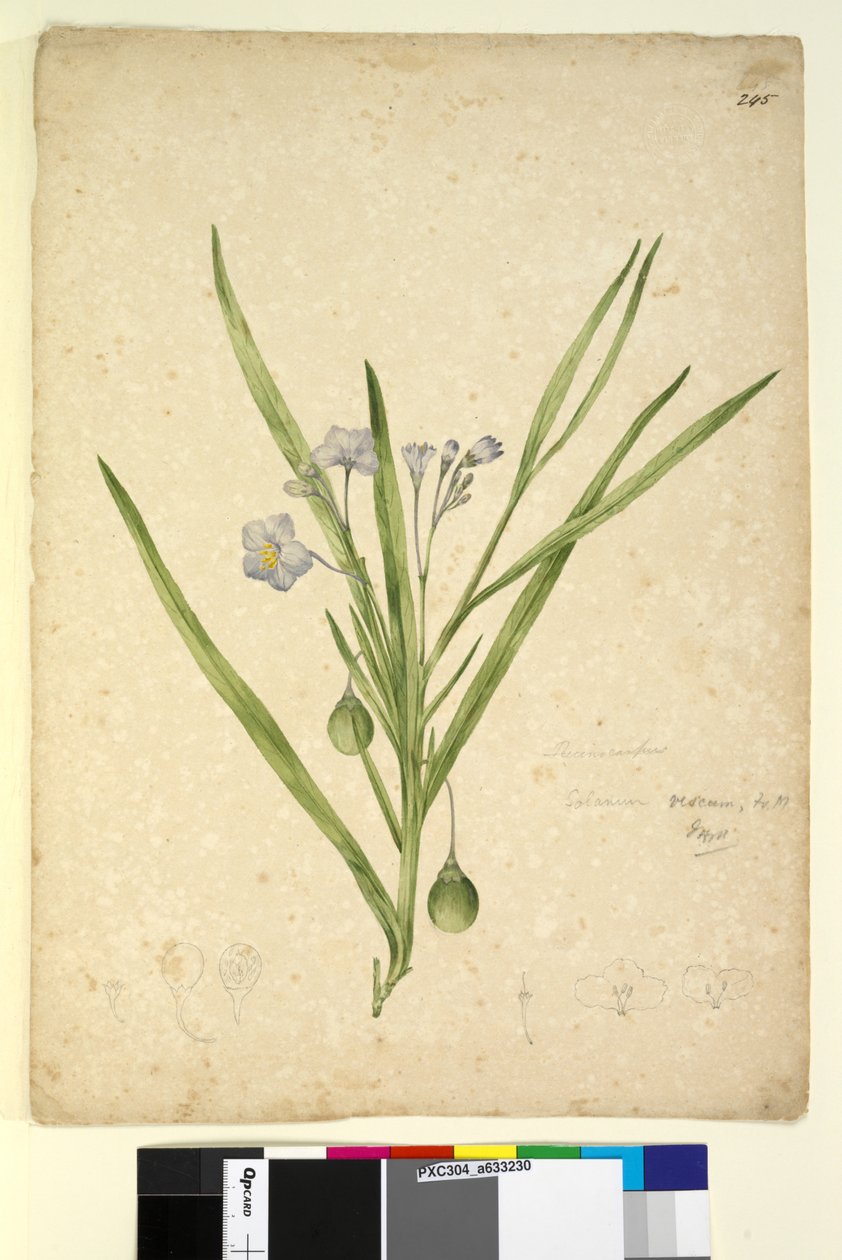 Sayfa 245. Solanum vescum, c.1803-06 (wc, kalem, mürekkep ve kurşun kalem) by John William Lewin