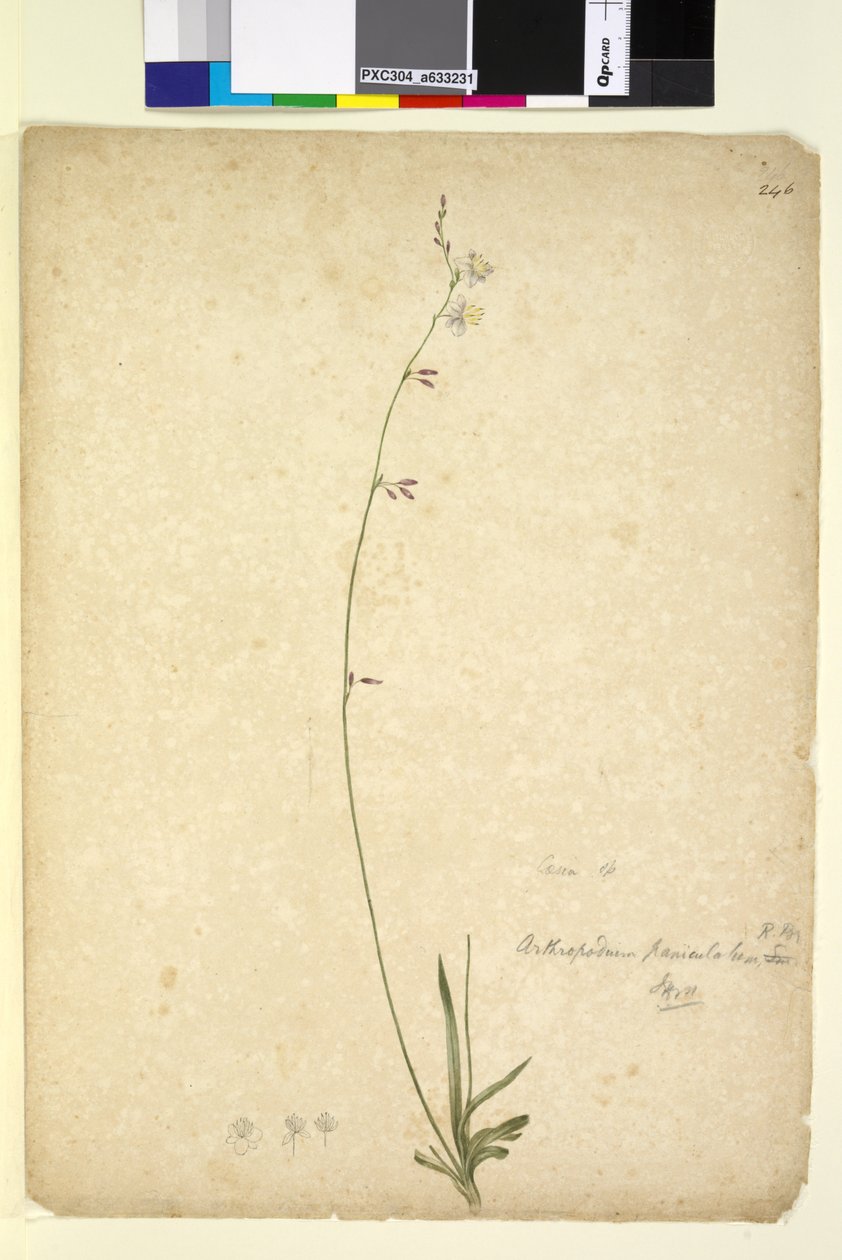 Sayfa 246. Arthropodium paniculatum, c.1803-06 (wc, kalem, mürekkep ve kurşun kalem) by John William Lewin