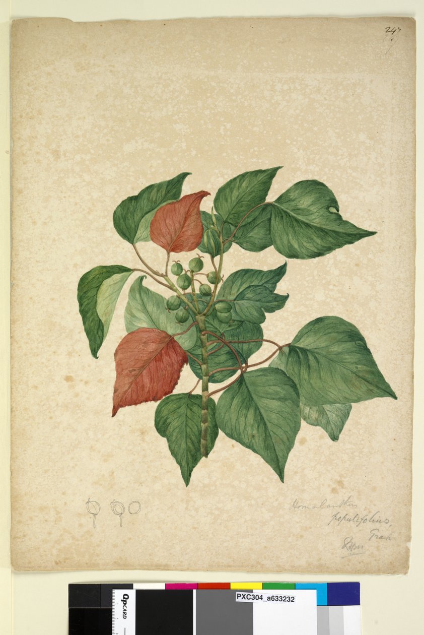 Sayfa 247. Homolanthus populifolius Omalanthus populifolius, c.1803-06 (wc, kalem, mürekkep ve kurşun kalem) by John William Lewin