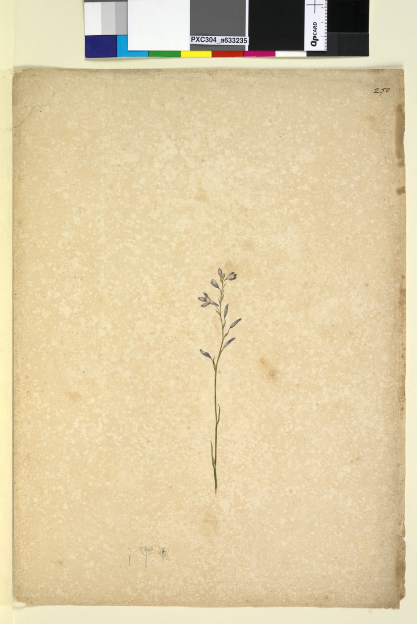 Sayfa 250. Tanımlanamayan bitki, c.1803-06 (wc, kalem, mürekkep ve kurşun kalem) by John William Lewin