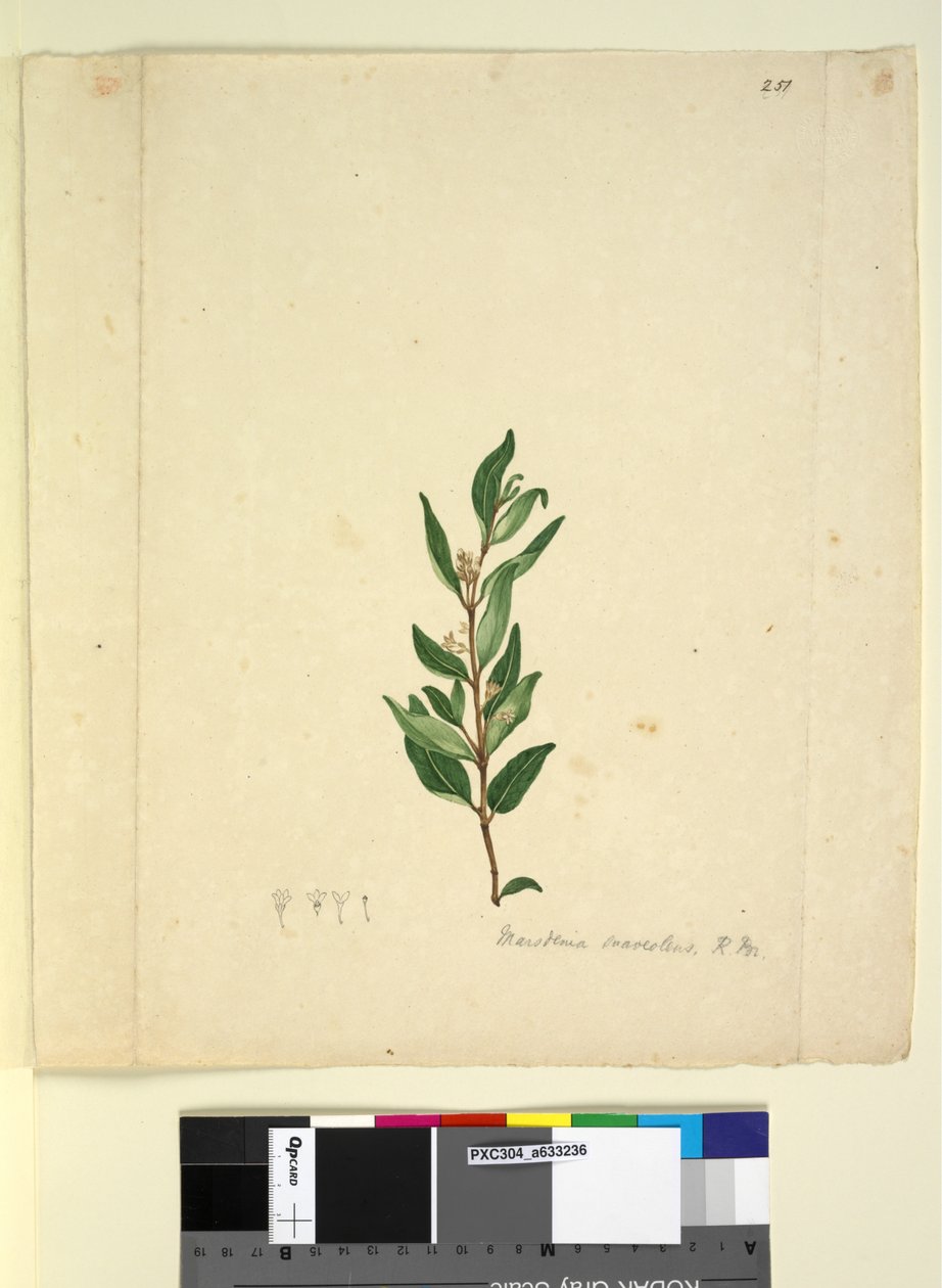 Sayfa 251. Marsdenia suaveolens, c.1803-06 (wc, kalem, mürekkep ve kurşun kalem) by John William Lewin