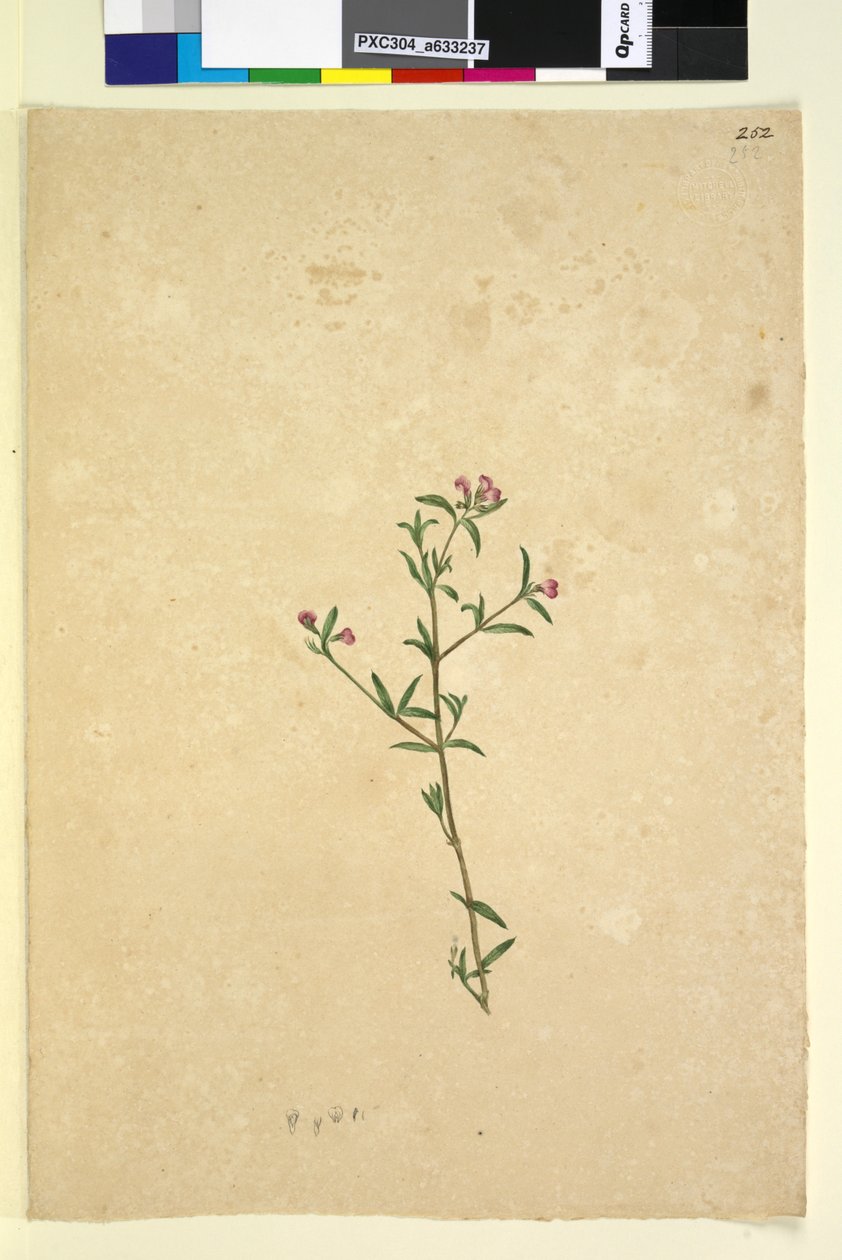 Sayfa 252. Tanımlanamayan bitki, c.1803-06 (wc, kalem, mürekkep ve kurşun kalem) by John William Lewin