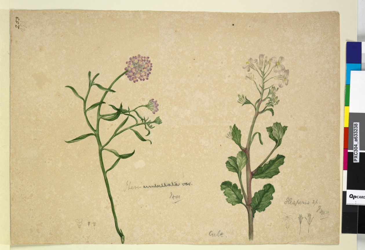 Sayfa 253. Iberis umbellata; Hesperis sp., c.1803-06 (wc, kalem, mürekkep ve kurşun kalem) by John William Lewin