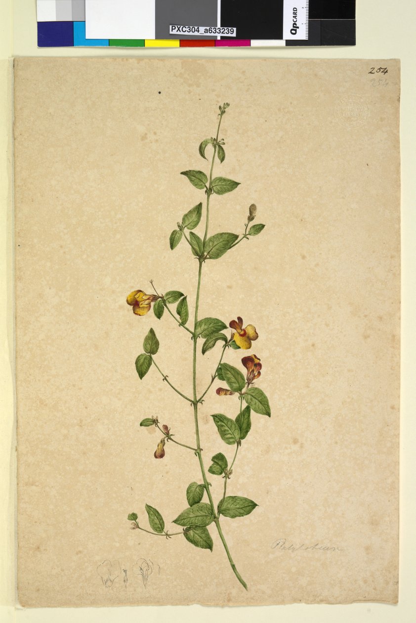 Sayfa 254. Platylobium, c.1803-06 (wc, kalem, mürekkep ve kurşun kalem) by John William Lewin