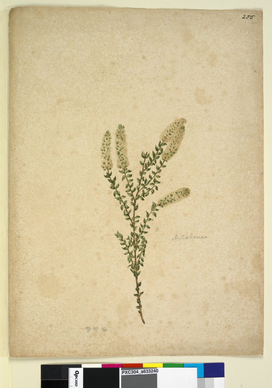 Sayfa 255. Melaleuca, c.1803-06 (wc, kalem, mürekkep ve kurşun kalem) by John William Lewin