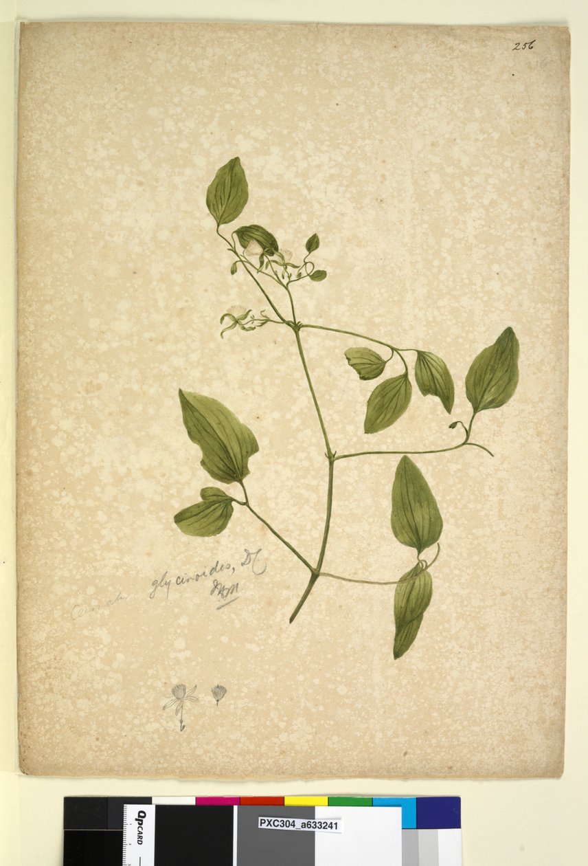 Sayfa 256. Clematis glycinoides, c.1803-06 (wc, kalem, mürekkep ve kurşun kalem) by John William Lewin