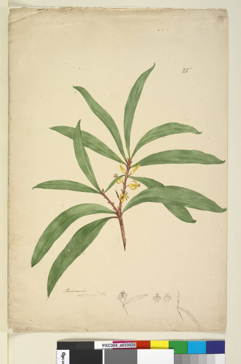 Sayfa 25. Persoonia salicina, c.1803-06 (wc, kalem, mürekkep ve kurşun kalem) by John William Lewin