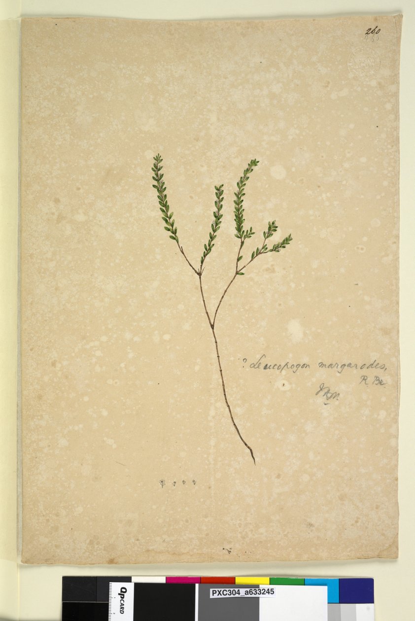 Sayfa 260. Leucopogon margarodes, c.1803-06 (wc, kalem, mürekkep ve kurşun kalem) by John William Lewin