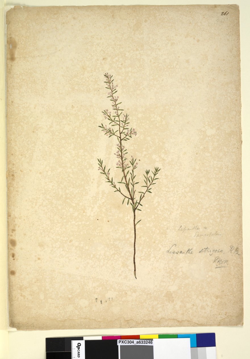 Sayfa 261. Lissanthe strigosa, c.1803-06 (wc, kalem, mürekkep ve kurşun kalem) by John William Lewin