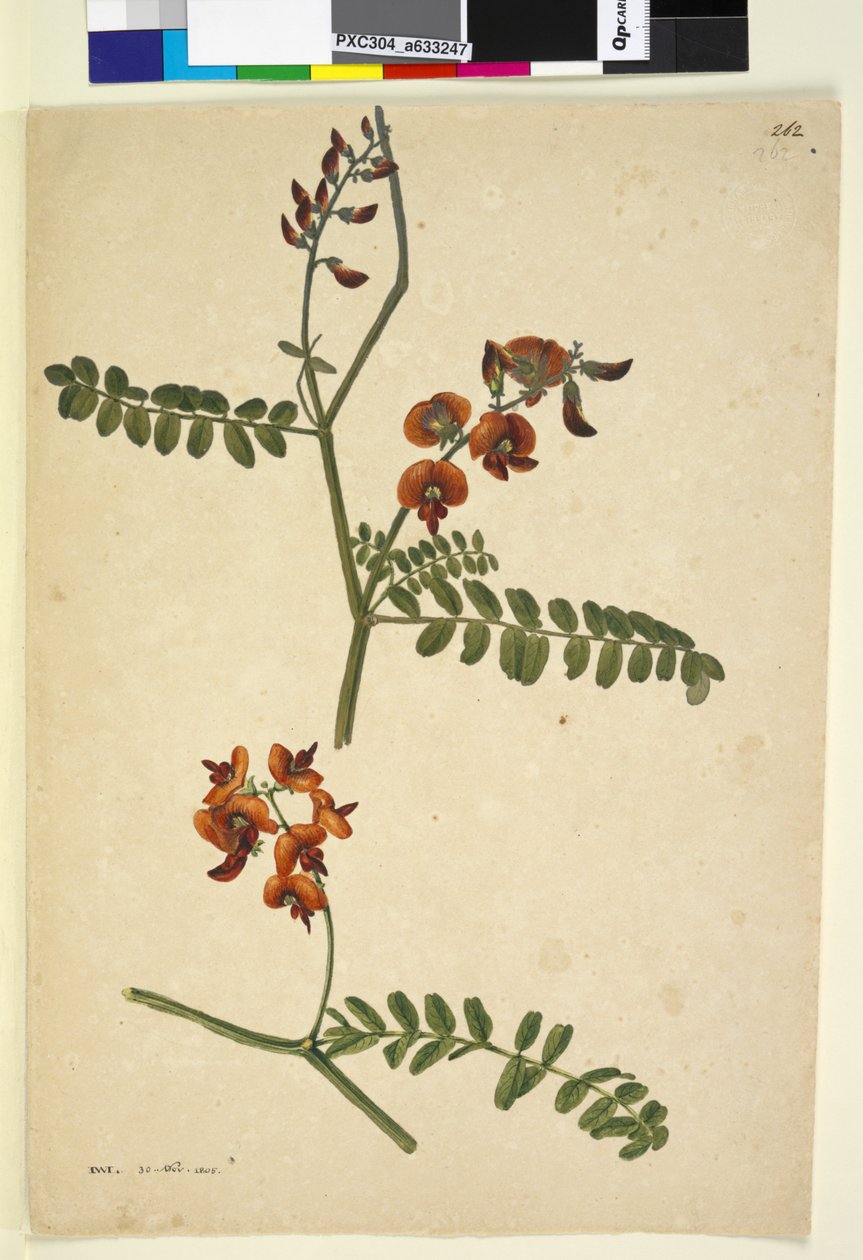 Sayfa 262. İmza: I.W.L. 30 Kasım 1805, c.1803-06 (wc, kalem, mürekkep ve kurşun kalem) by John William Lewin
