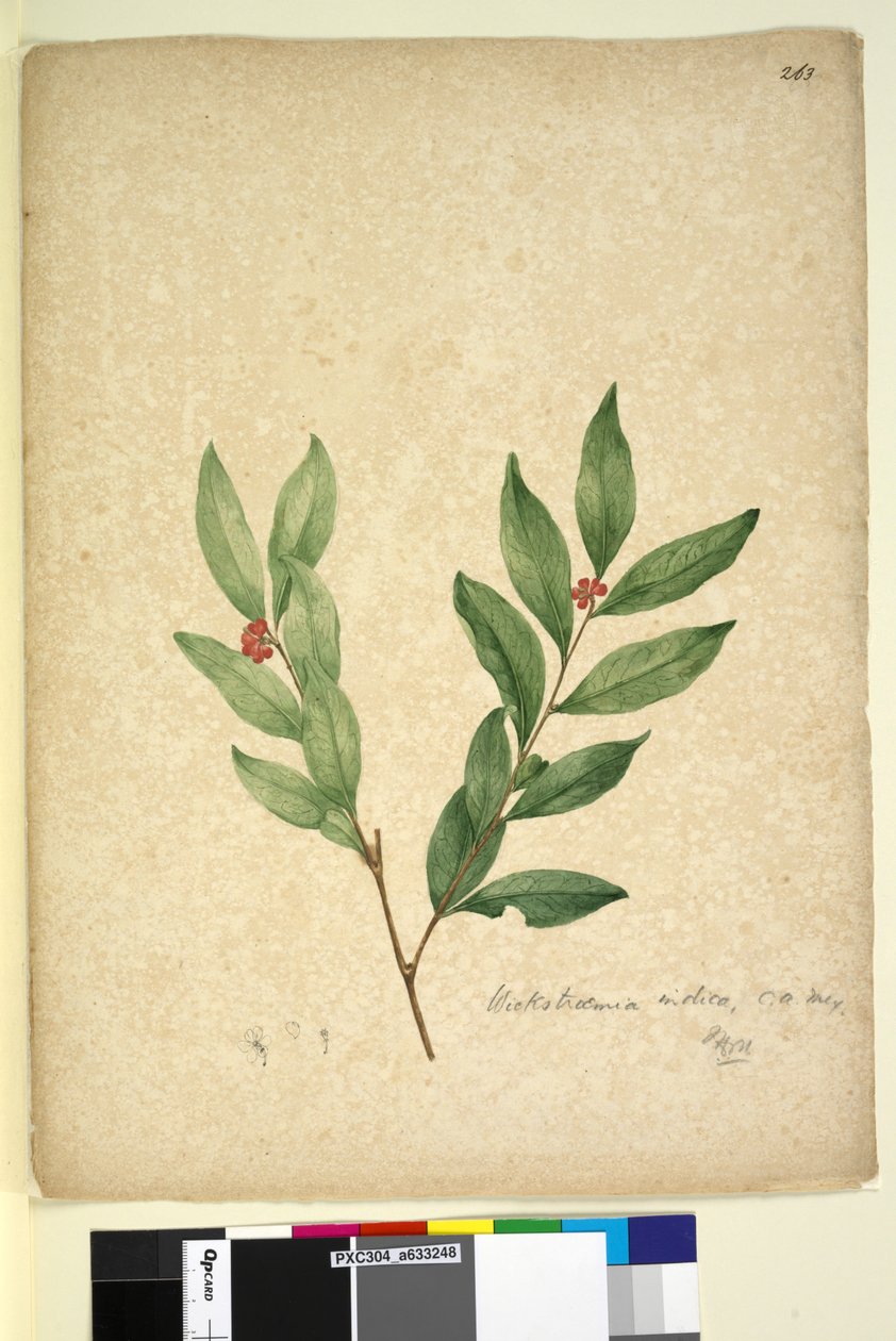 Sayfa 263. Wikstroemia indica, c.1803-06 (wc, kalem, mürekkep ve kurşun kalem) by John William Lewin