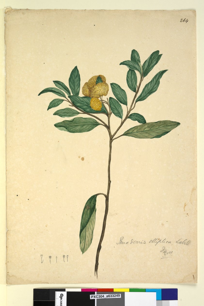 Sayfa 264. Pomaderris elliptica, c.1803-06 (wc, kalem, mürekkep ve kurşun kalem) by John William Lewin