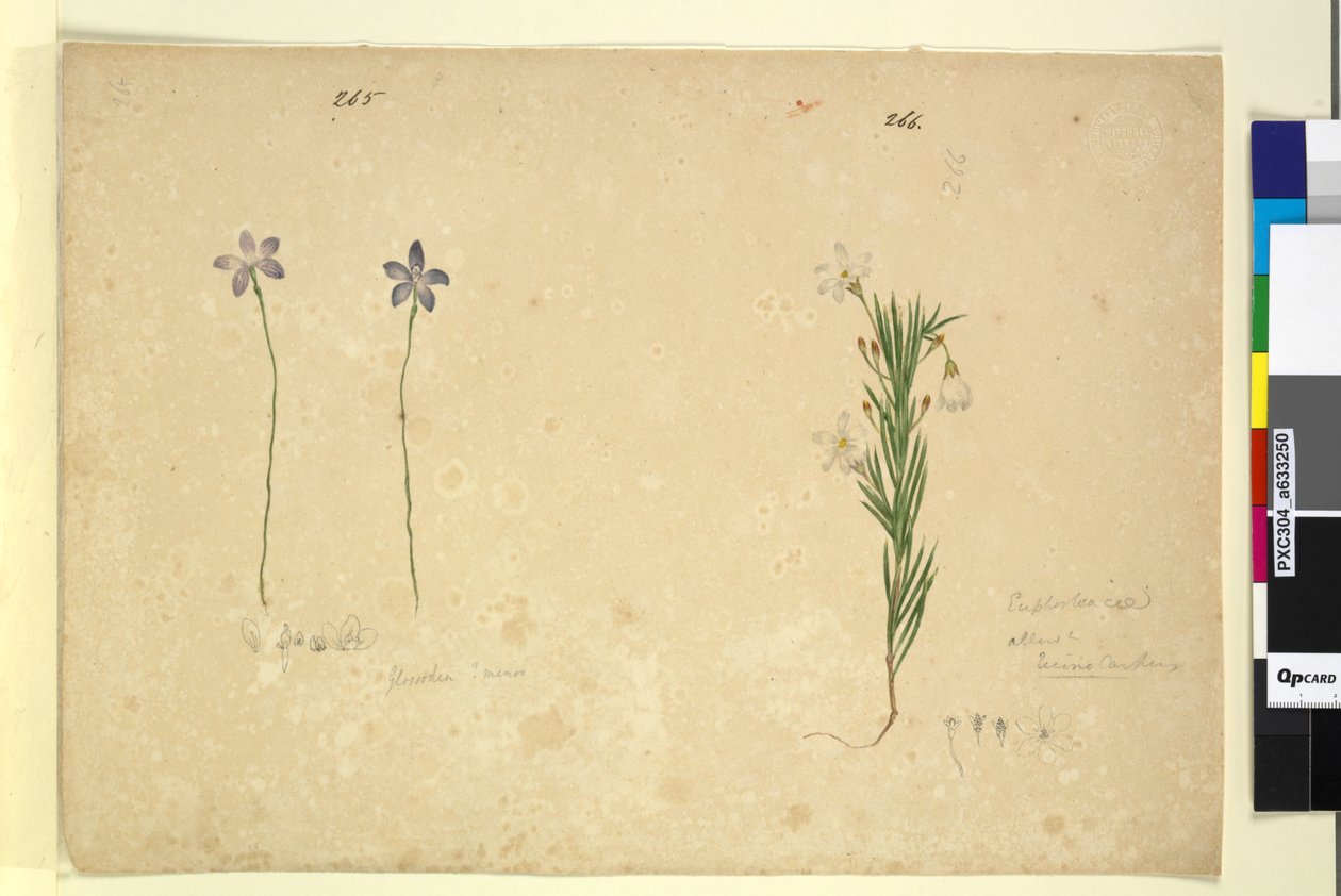 Sayfa 265. Glossodia minör; 266. Ricinocarpus, c.1803-06 (wc, kalem, mürekkep ve kurşun kalem) by John William Lewin