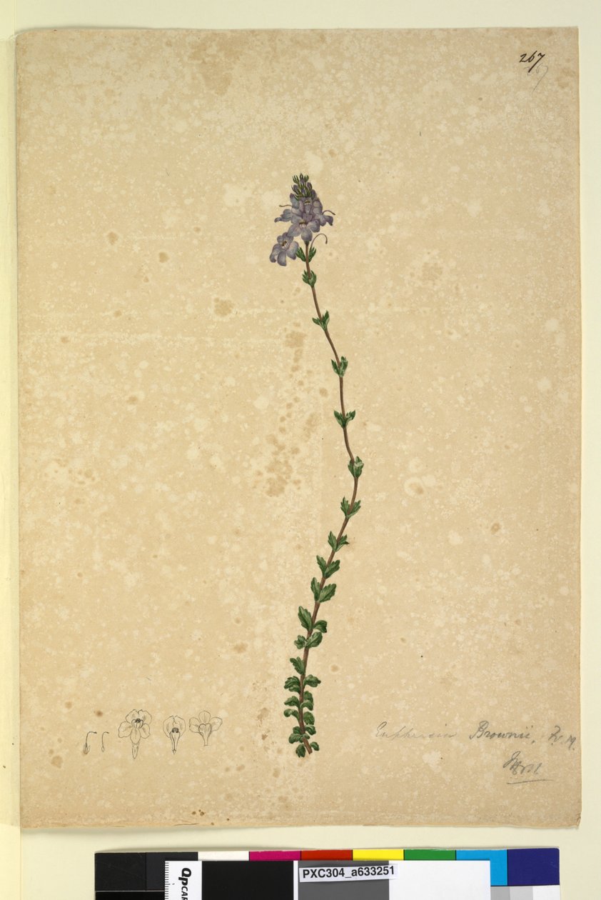 Sayfa 267. Euphrasia brownii, c.1803-06 (wc, kalem, mürekkep ve kurşun kalem) by John William Lewin