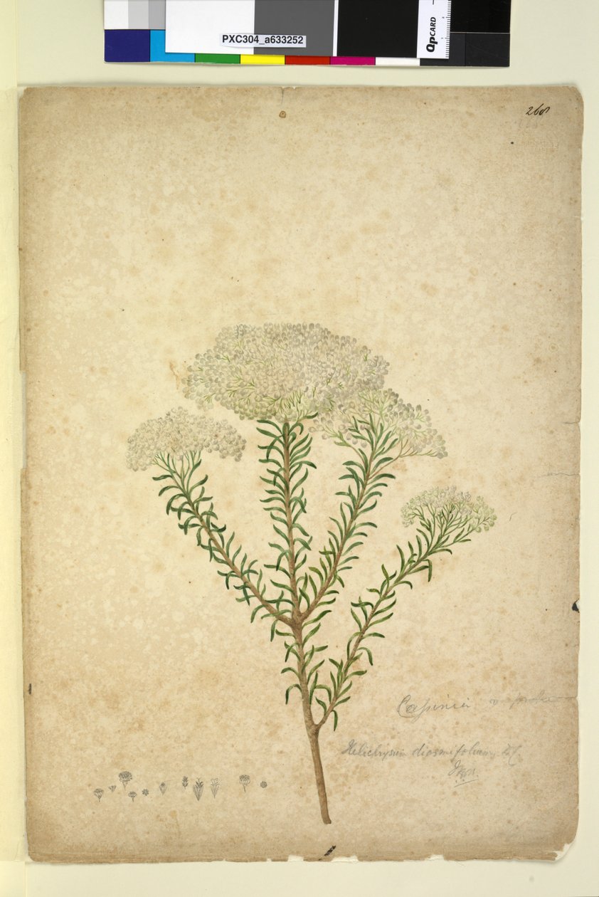 Sayfa 268. Helichrysum diosmifolium Ozothamnus diosmifolius, c.1803-06 (wc, kalem, mürekkep ve kurşun kalem) by John William Lewin