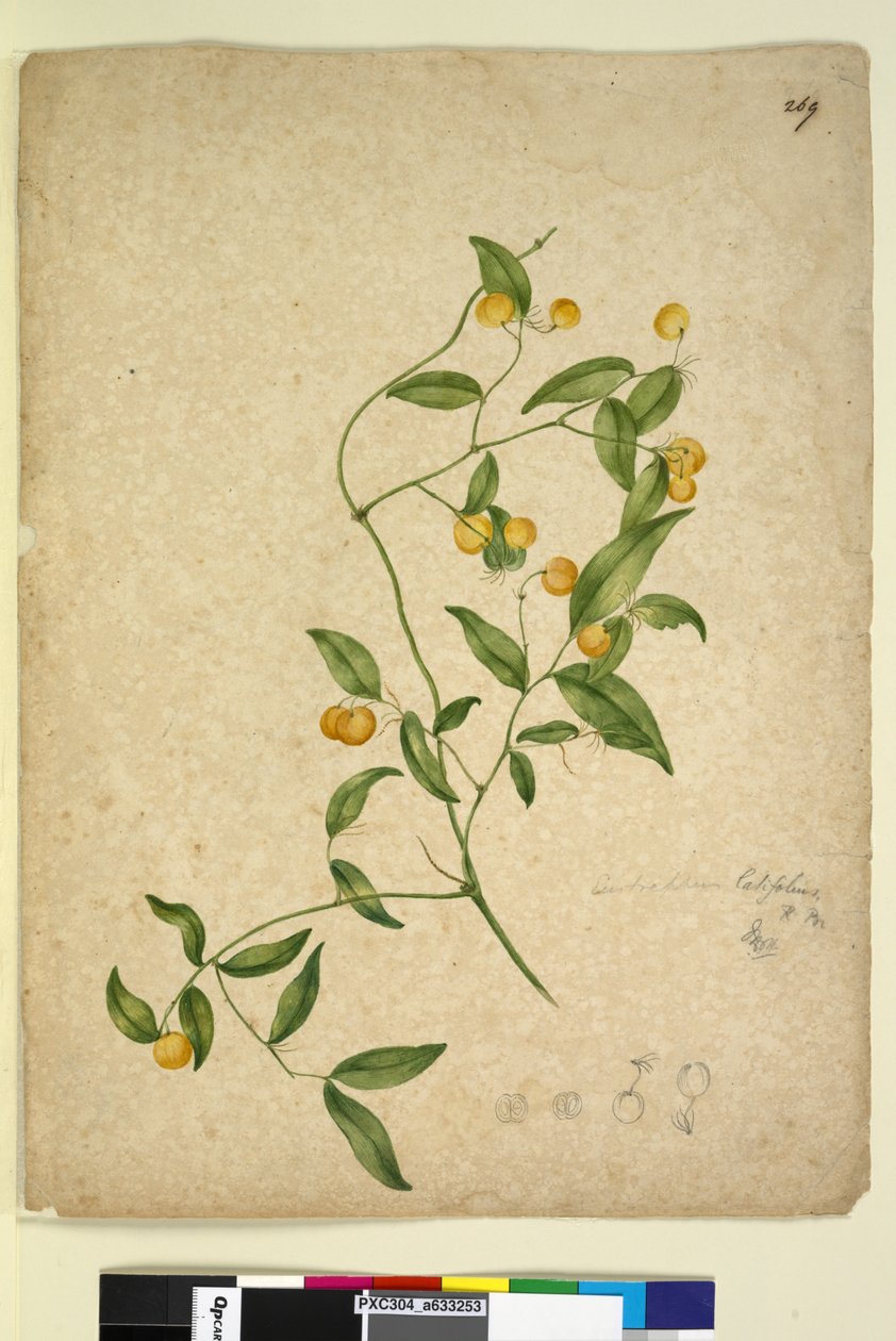 Sayfa 269. Eustrephus latifolius, c.1803-06 (wc, kalem, mürekkep ve kurşun kalem) by John William Lewin