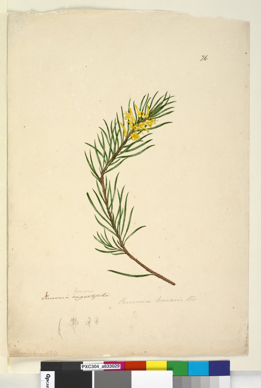 Sayfa 26. Persoonia linearis, c.1803-06 (wc, kalem, mürekkep ve kurşun kalem) by John William Lewin