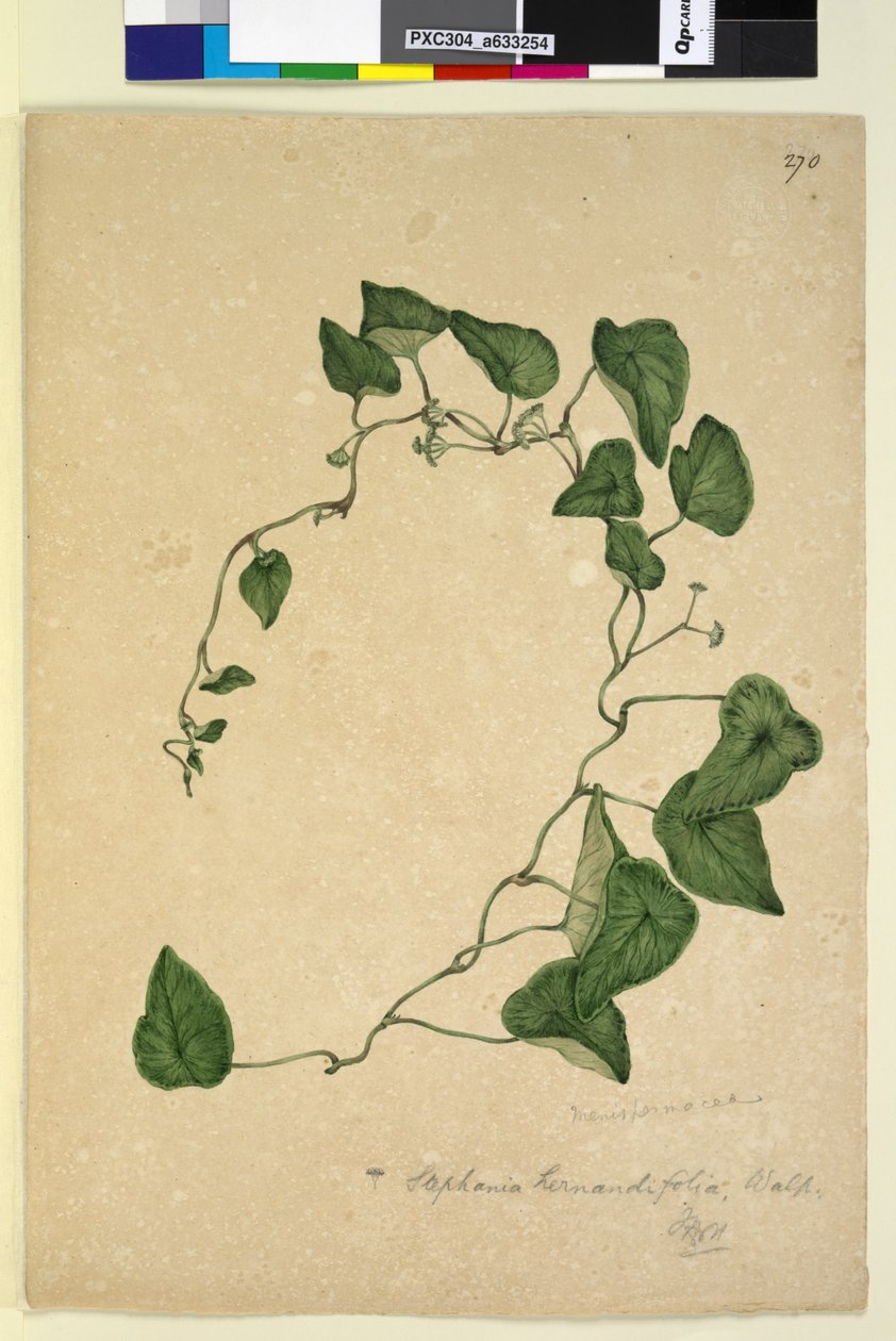 Sayfa 270. Stephania hernandiaefolia, c.1803-06 (wc, kalem, mürekkep ve kurşun kalem) by John William Lewin