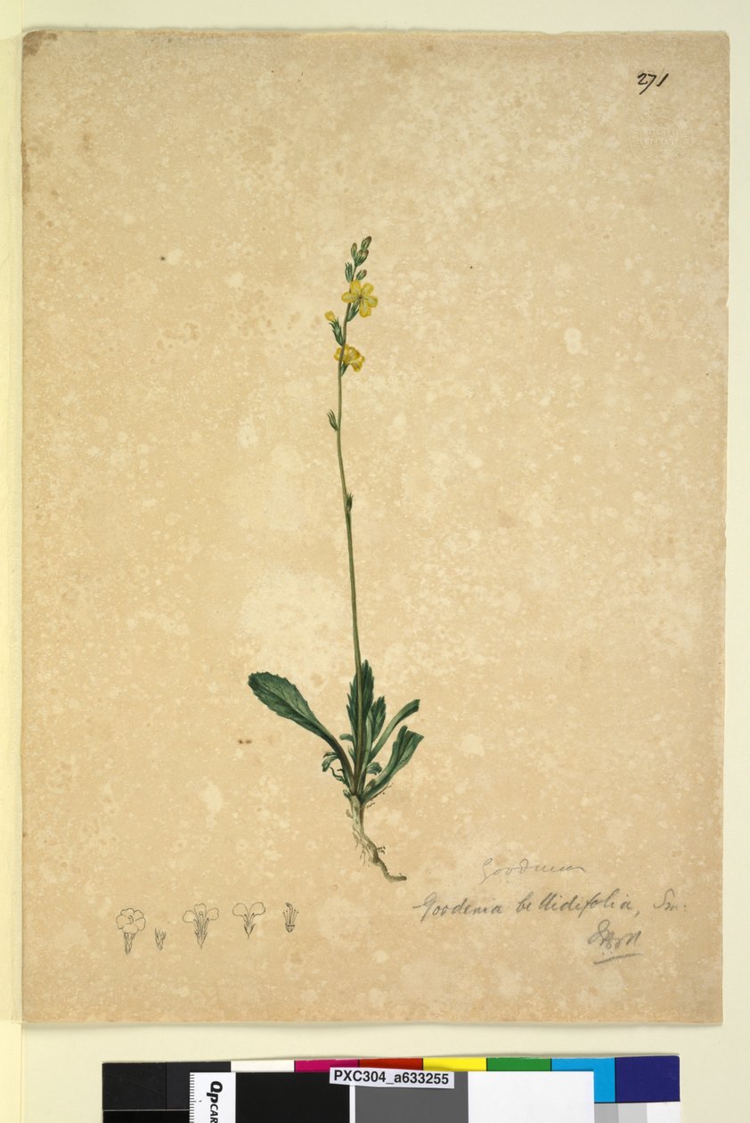 Sayfa 271. Goodenia bellidifolia, c.1803-06 (wc, kalem, mürekkep ve kurşun kalem) by John William Lewin