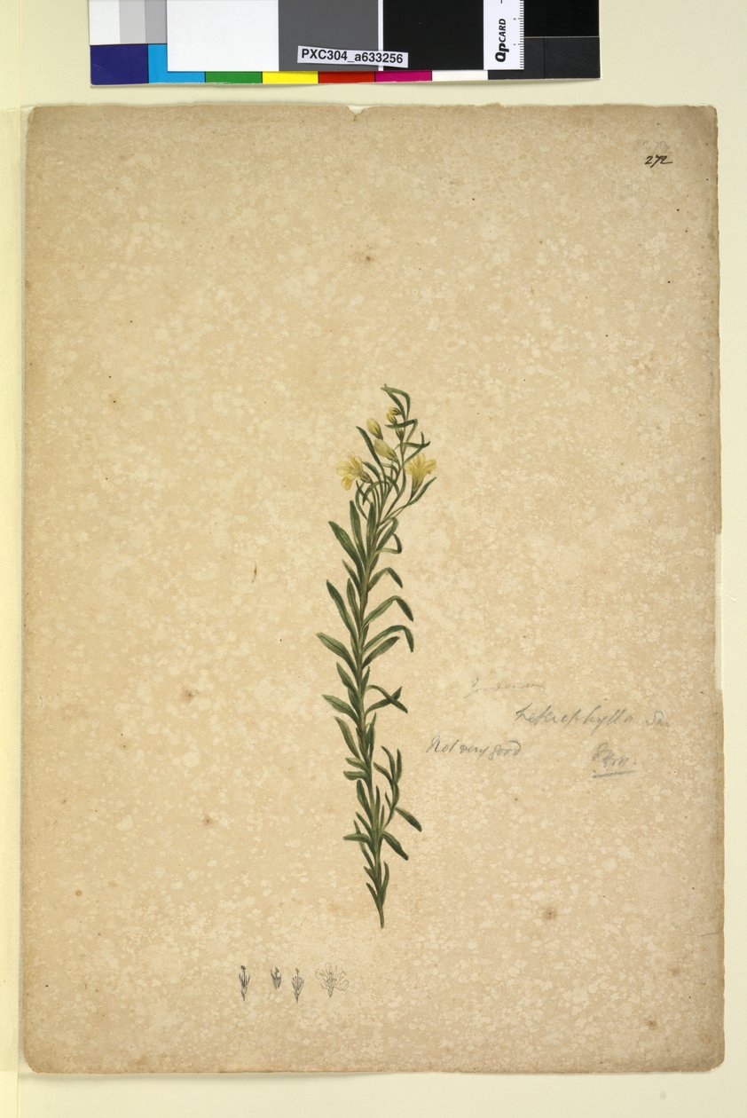 Sayfa 272. Goodenia heterophylla, c.1803-06 (wc, kalem, mürekkep ve kurşun kalem) by John William Lewin