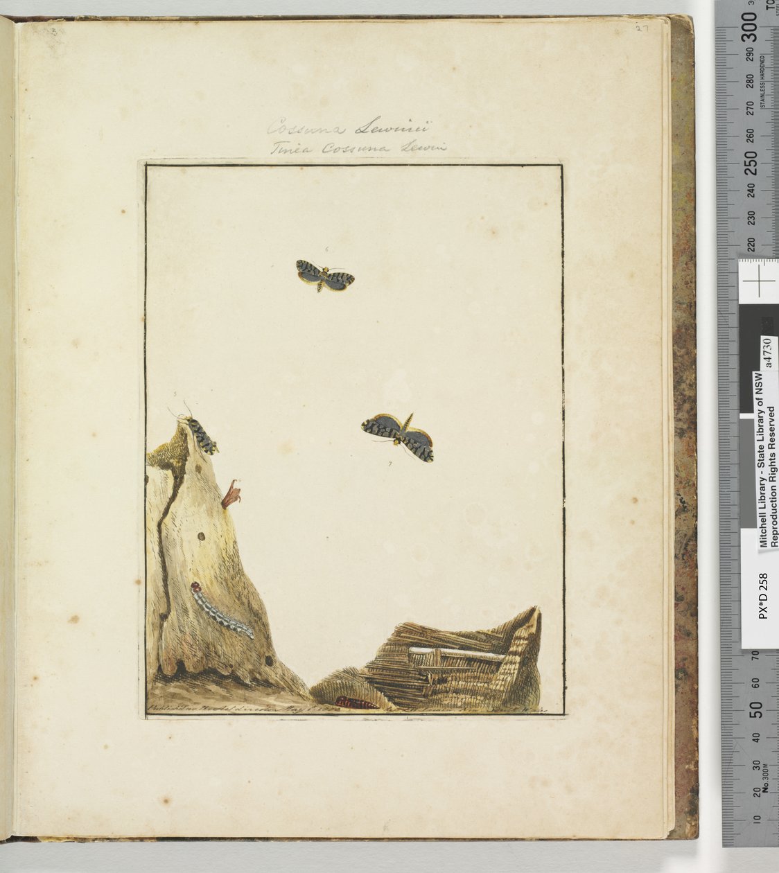 Sayfa 27. Levha 7 Cossuna Lewinii Tinea Cossuna Lewin, 1803-04 (el ile boyanmış gravür baskıları) by John William Lewin