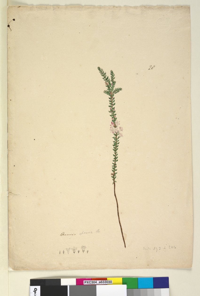 Sayfa 28. Epacris sparsa, c.1803-06 (wc, kalem, mürekkep ve kurşun kalem) by John William Lewin