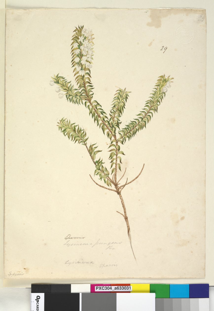 Sayfa 29. Lysinema, c.1803-06 (wc, kalem, mürekkep ve kurşun kalem) by John William Lewin