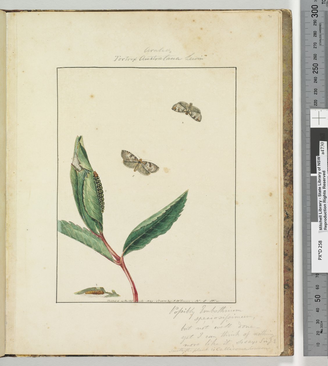 Sayfa 31. Plaka 8 Ara.. Tortrix Australana Lewin, 1803-04 (el ile renklendirilmiş gravür baskıları) by John William Lewin