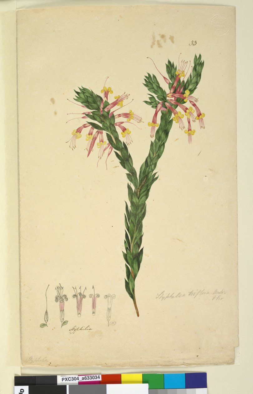 Sayfa 33. Styphelia triflora, c.1803-06 (wc, kalem, mürekkep ve kurşun kalem) by John William Lewin