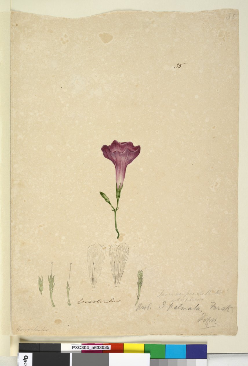 Sayfa 35. Ipomoea palmata, c.1803-06 (wc, kalem, mürekkep ve kurşun kalem) by John William Lewin