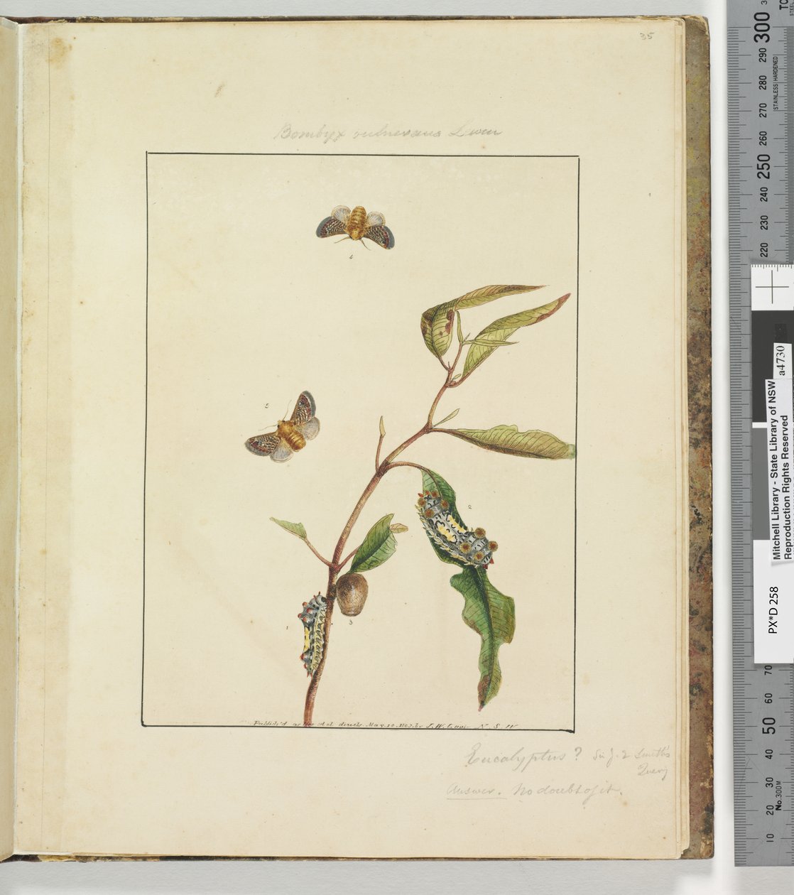 Sayfa 35. Plaka 9 Bombyx Vulnerans Lewin, 1803-04 (el ile boyanmış gravür baskıları) by John William Lewin