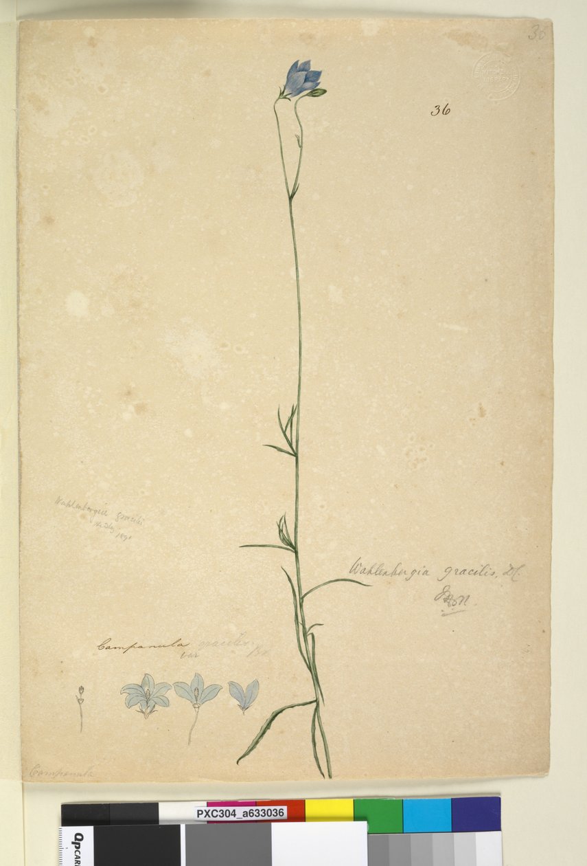 Sayfa 36. Wahlenbergia gracilis, c.1803-06 (wc, kalem, mürekkep ve kurşun kalem) by John William Lewin