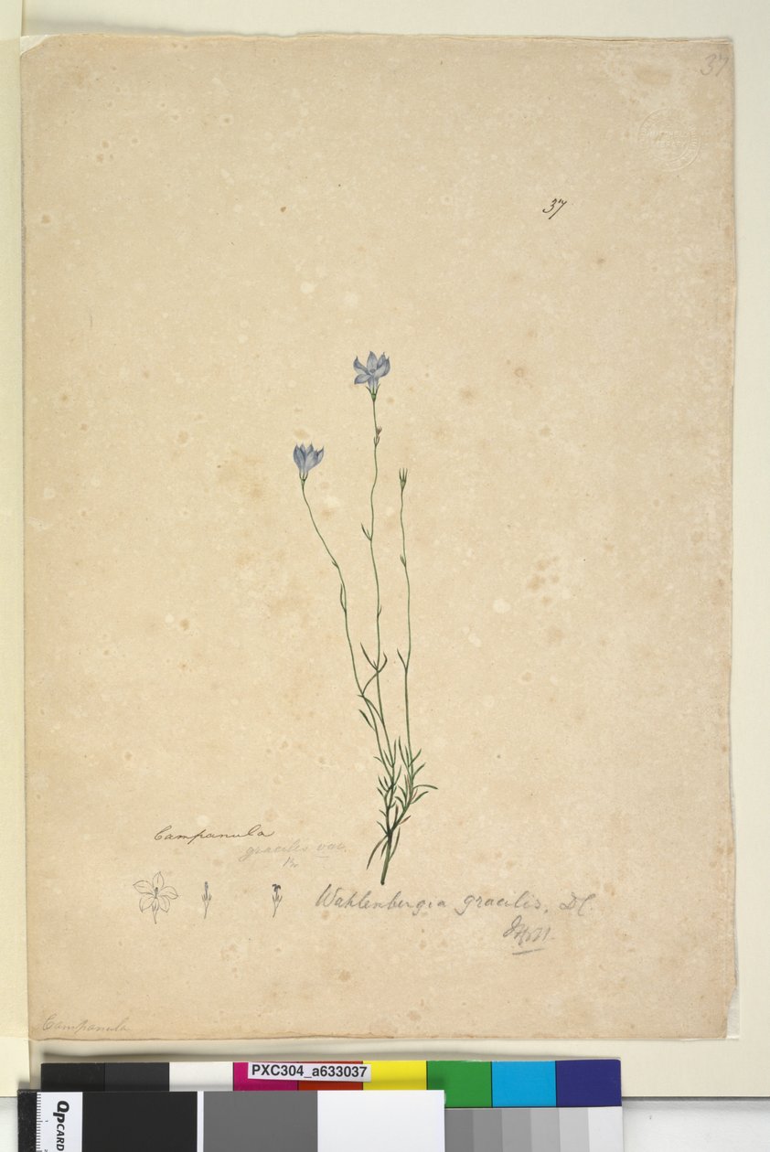 Sayfa 37. Wahlenbergia gracilis, c.1803-06 (wc, kalem, mürekkep ve kurşun kalem) by John William Lewin