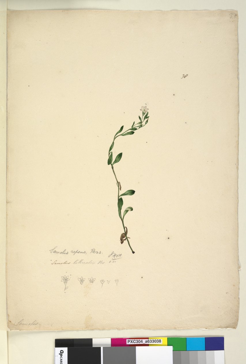 Sayfa 38. Samolus repens, c.1803-06 (wc, kalem, mürekkep ve kurşun kalem) by John William Lewin