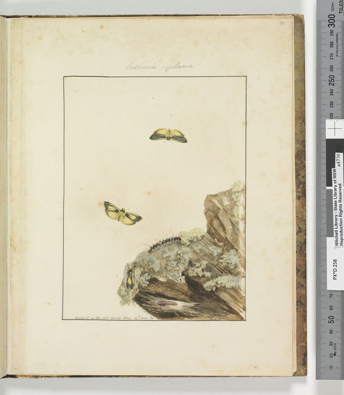 Sayfa 39. Levha 10 Lithosa Replana, 1803-04 (el ile boyanmış gravür baskıları) by John William Lewin