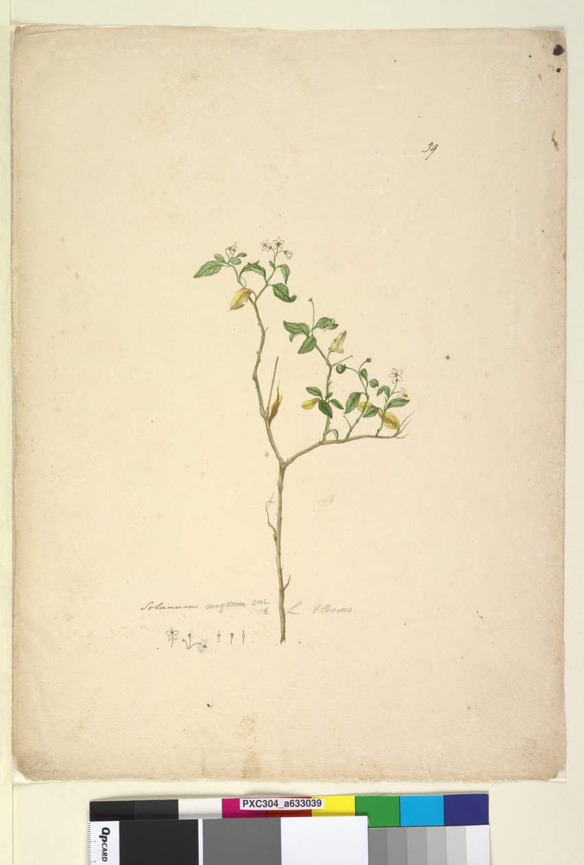 Sayfa 39. Solanum nigrum, c.1803-06 (wc, kalem, mürekkep ve kurşun kalem) by John William Lewin