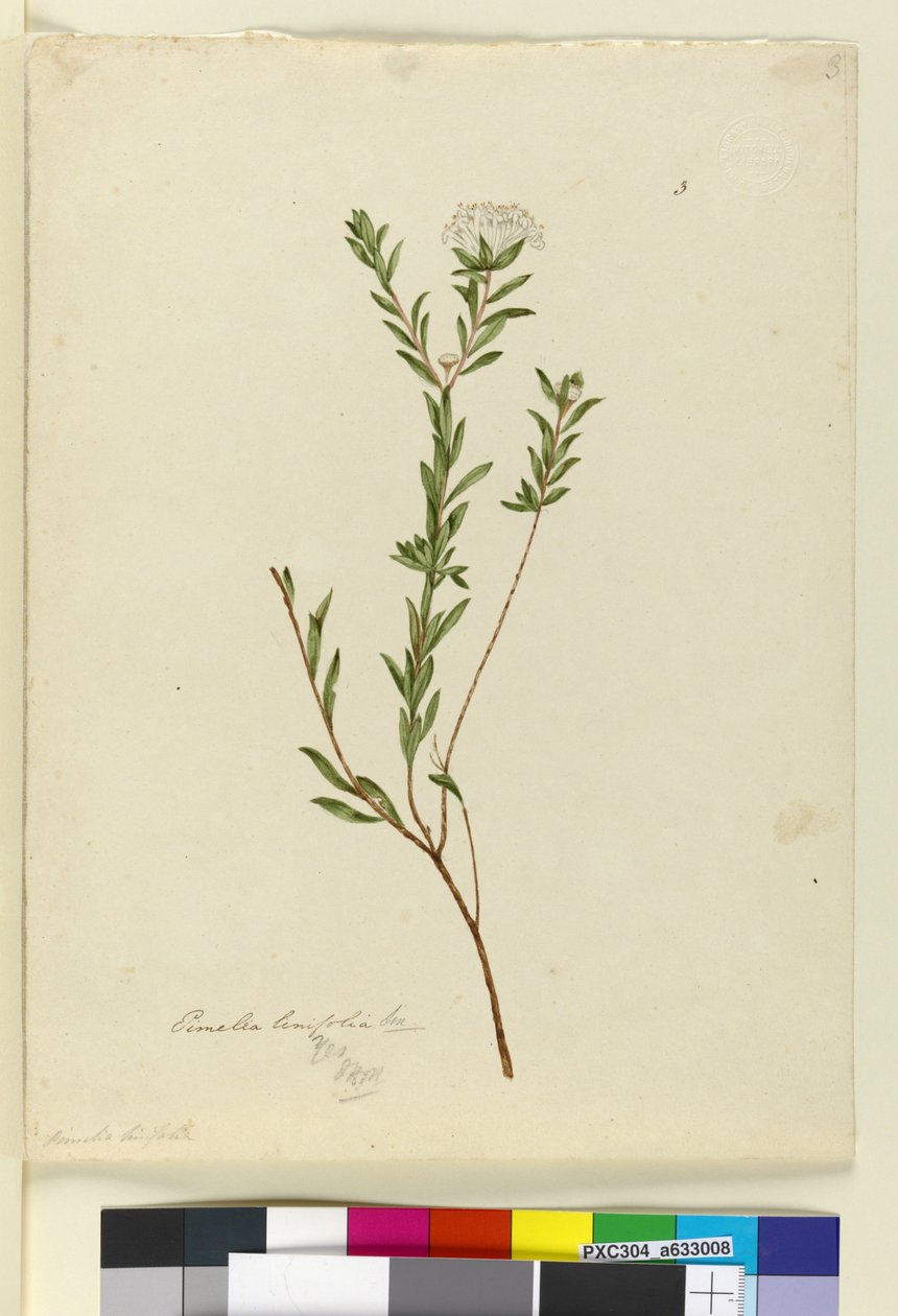 Sayfa 3. Pimelea linifolia, c.1803-06 (wc, kalem, mürekkep ve kurşun kalem) by John William Lewin