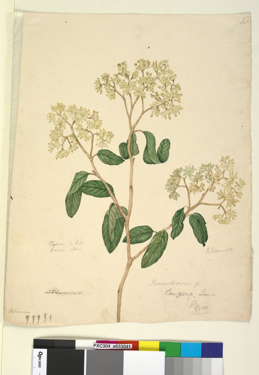 Sayfa 41. Pomaderris lanigera, c.1803-06 (wc, kalem, mürekkep ve kurşun kalem) by John William Lewin