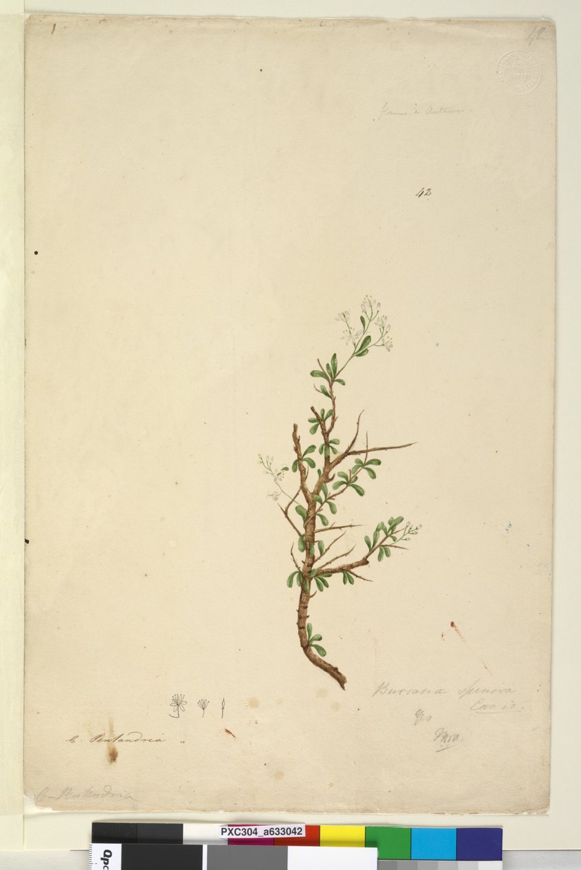 Sayfa 42. Bursaria spinosa, c.1803-06 (wc, kalem, mürekkep ve kurşun kalem) by John William Lewin