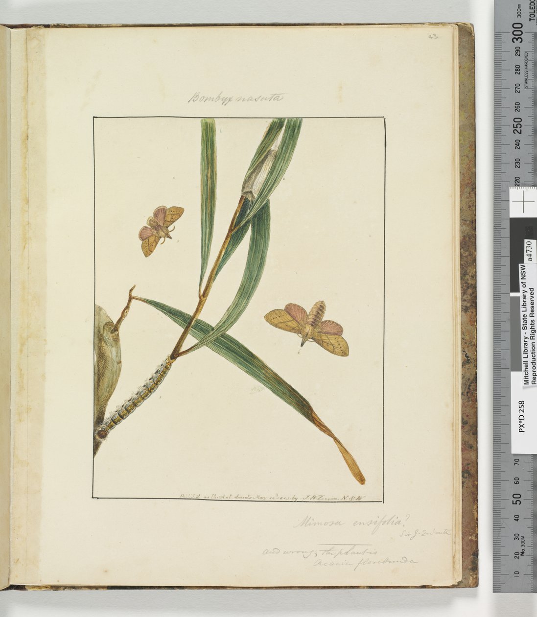 Sayfa 43. Plaka 11 Bombyx Nasuta, 1803-04 (el ile boyanmış gravür baskıları) by John William Lewin