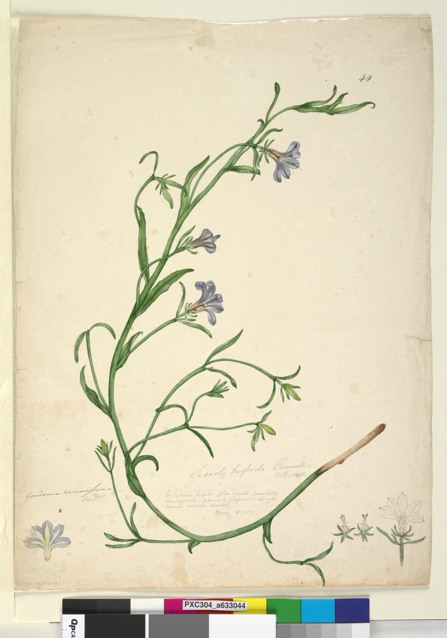 Sayfa 44. Goodenia ramosissima, c.1803-06 (wc, kalem, mürekkep ve kurşun kalem) by John William Lewin
