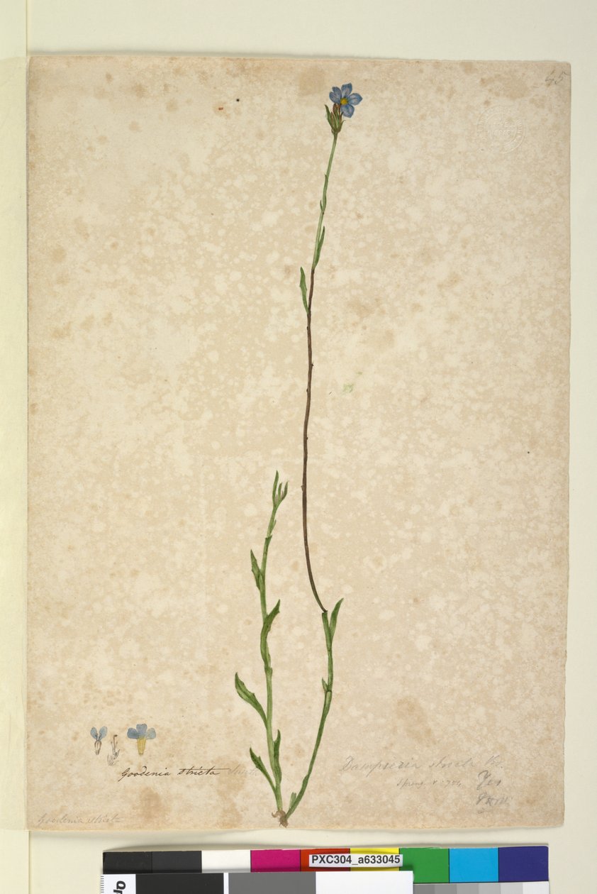 Sayfa 45. Dampiera stricta, c.1803-06 (wc, kalem, mürekkep ve kurşun kalem) by John William Lewin