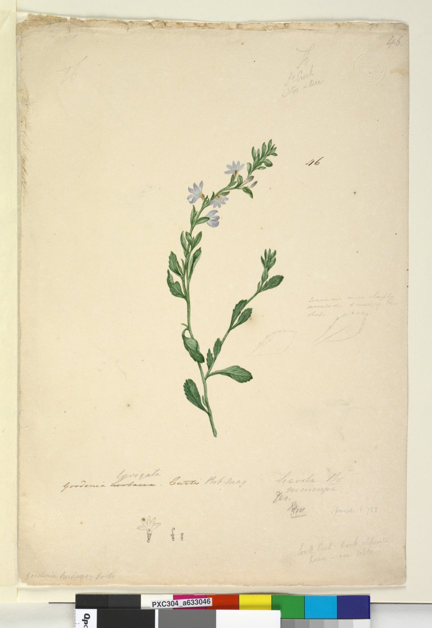 Sayfa 46. Goodenia laevigata, c.1803-06 (wc, kalem, mürekkep ve kurşun kalem) by John William Lewin