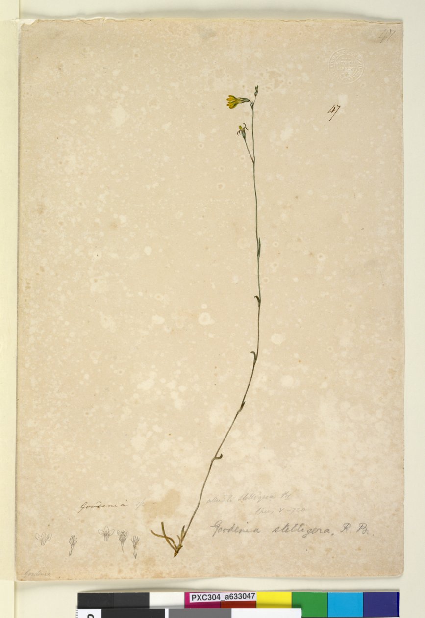 Sayfa 47. Goodenia stelligera, c.1803-06 (wc, kalem, mürekkep ve kurşun kalem) by John William Lewin