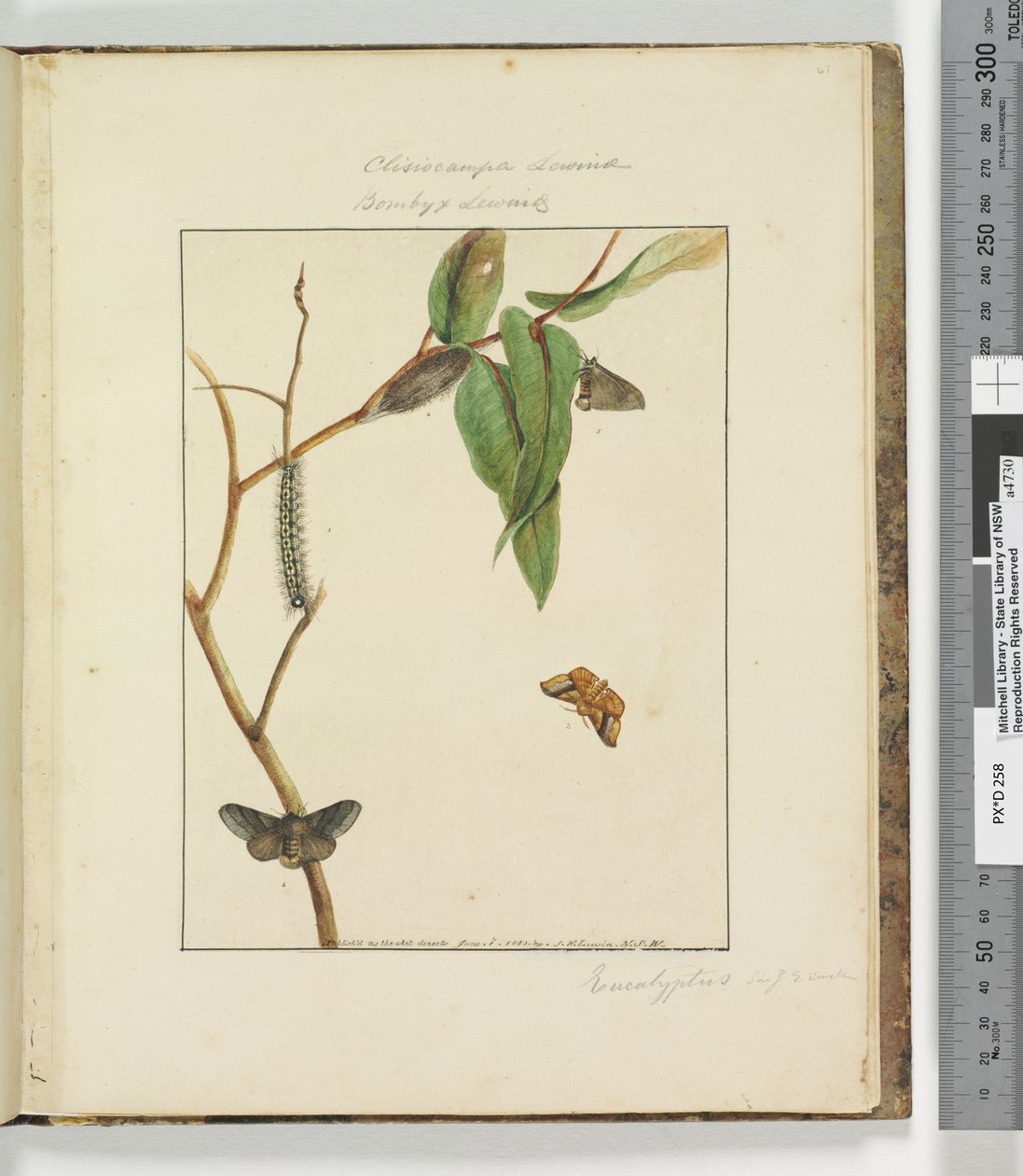 Sayfa 47. Levha 12 Clisiocampa Lewinae Bombyx Lewinae, 1803-04 (el ile boyanmış gravür baskıları) by John William Lewin