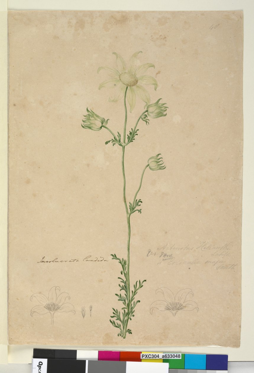 Sayfa 48. Actinotus Helianthi, c.1803-06 (wc, kalem, mürekkep ve kurşun kalem) by John William Lewin