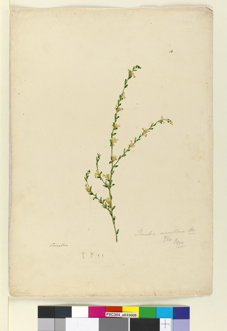 Sayfa 4. Pimelea curviflora, c.1803-06 (wc, kalem, mürekkep ve kurşun kalem) by John William Lewin