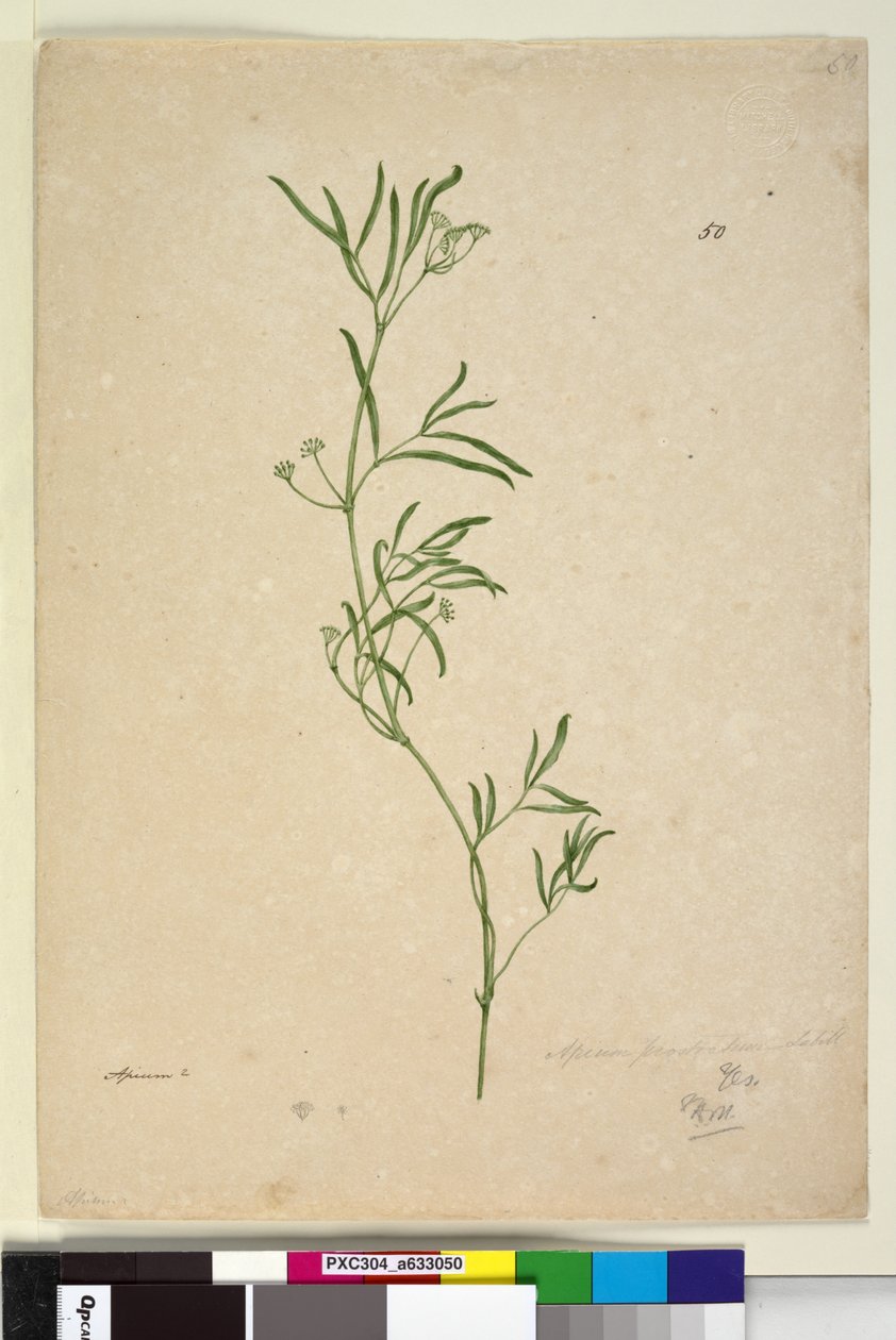 Sayfa 50. Apium, c.1803-06 (wc, kalem, mürekkep ve kurşun kalem) by John William Lewin