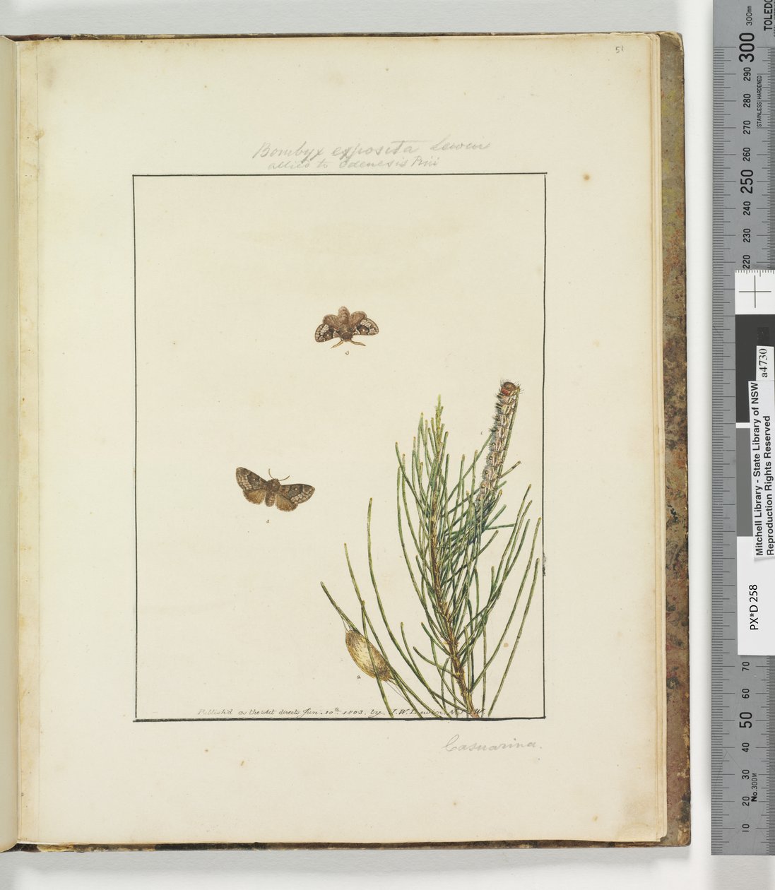 Sayfa 51. Levha 13 Bombyx Exposita Lewin müttefiki..., 1803-04 (el ile boyanmış gravür baskıları) by John William Lewin
