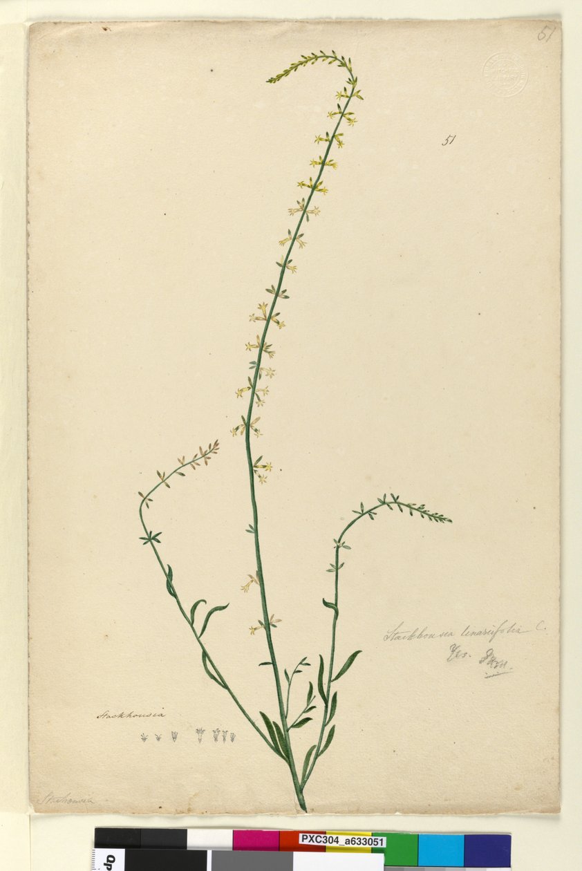 Sayfa 51. Stackhousia, c.1803-06 (wc, kalem, mürekkep ve kurşun kalem) by John William Lewin